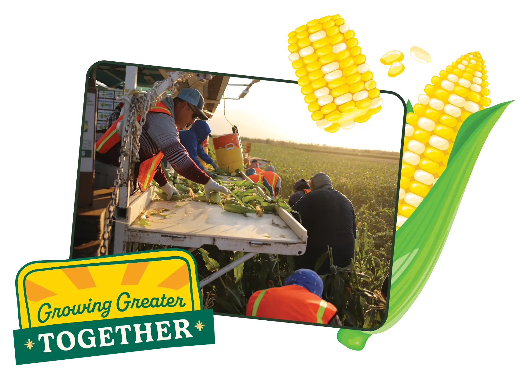 Image of people working in a field with corn, featuring the 'Growing Greater Together' logo.