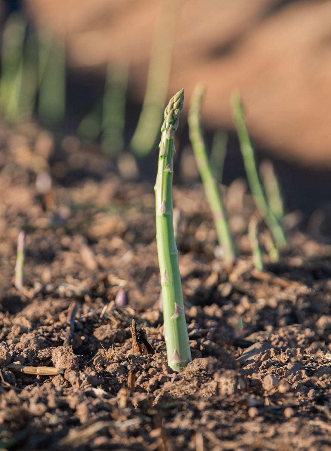 Asparagus