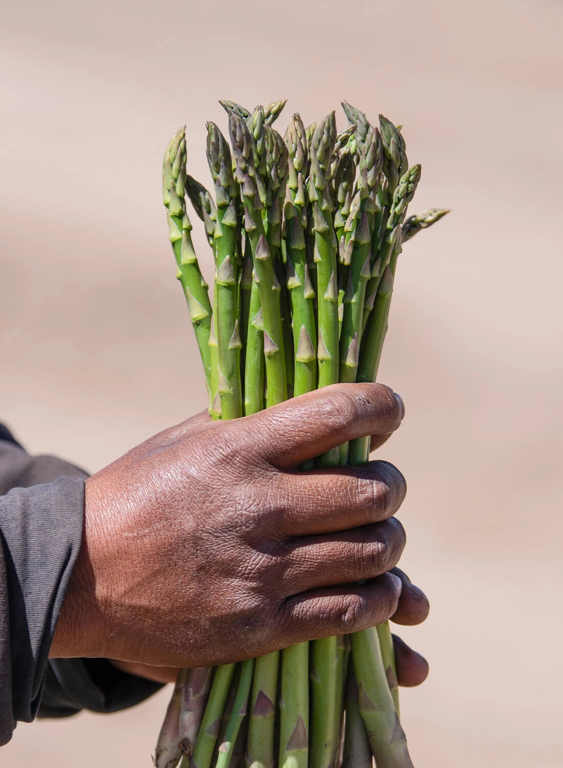 Hand holding a bundle of green asparagus against a neutral background