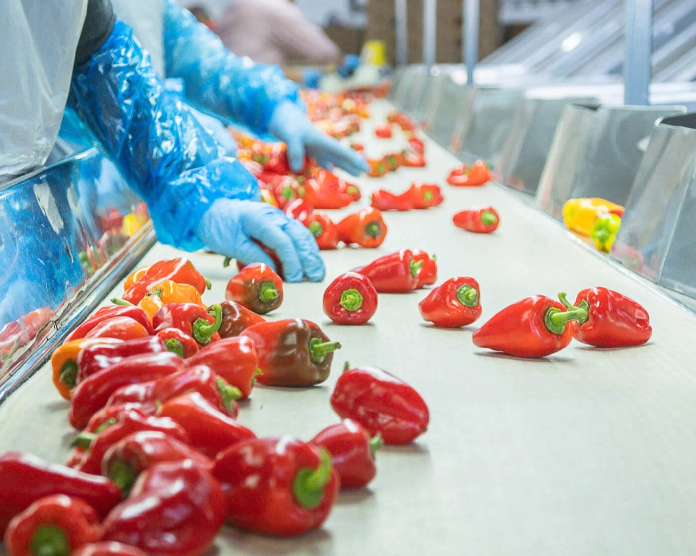 Red peppers on a conveyor belt with a person wearing gloves and a protective suit.
