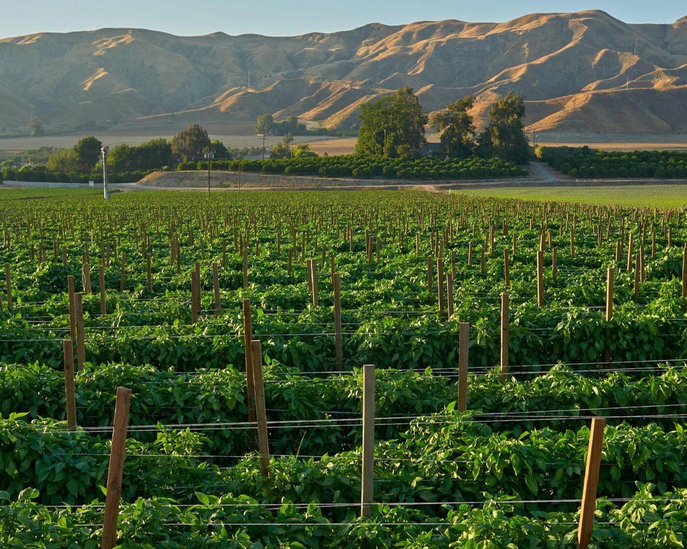 Vineyard with rows of grapevines and mountains in the background