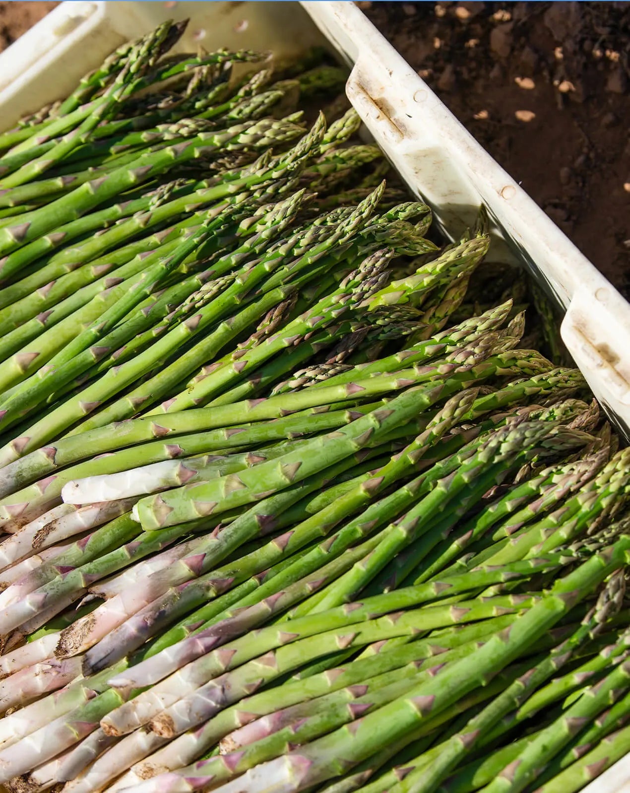 Asparagus