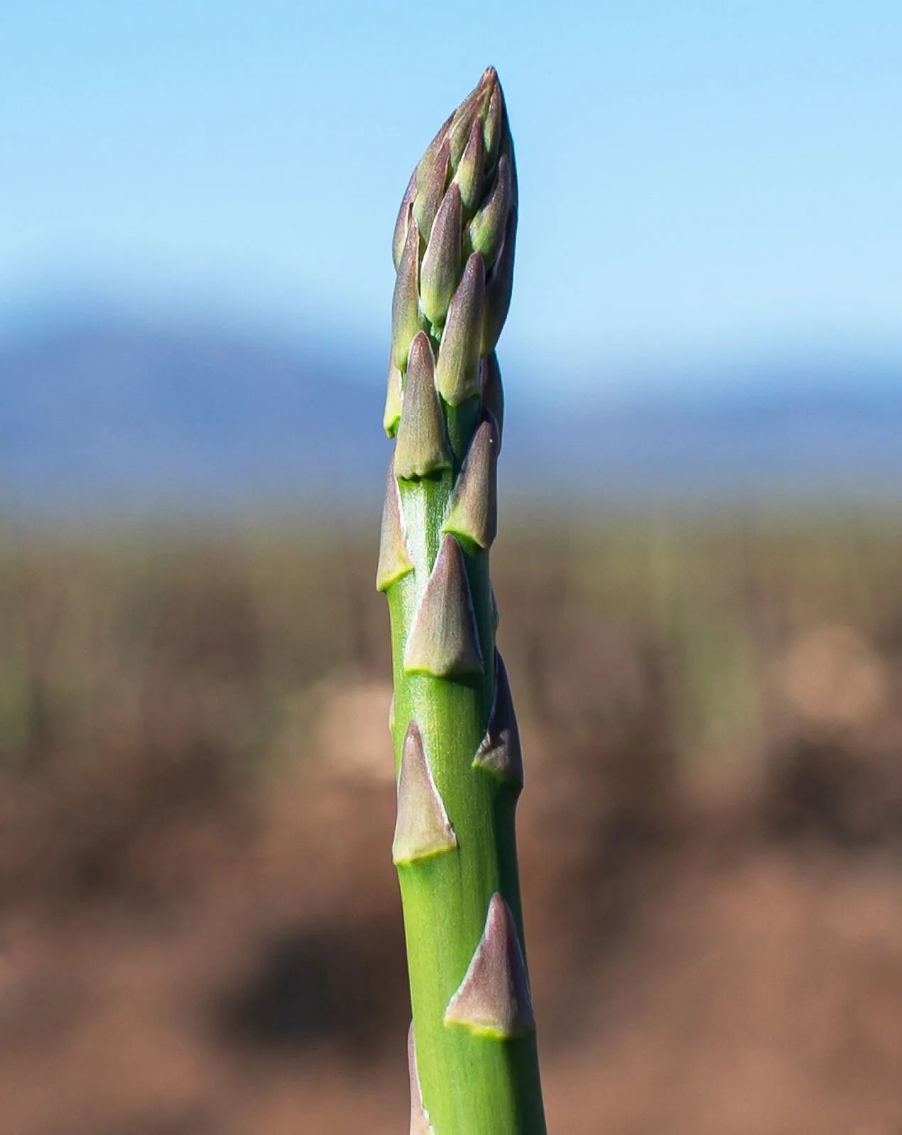 Asparagus