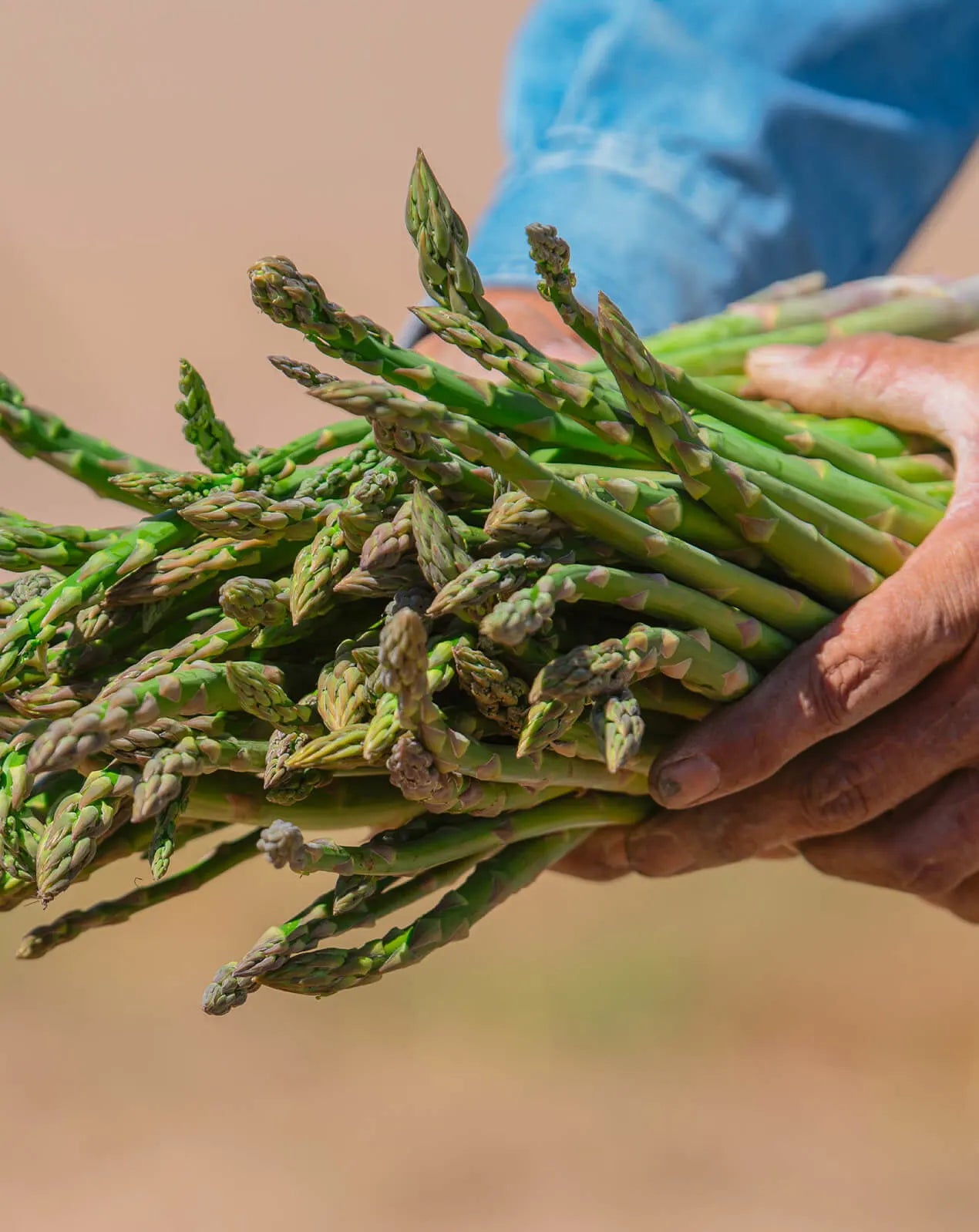 Asparagus