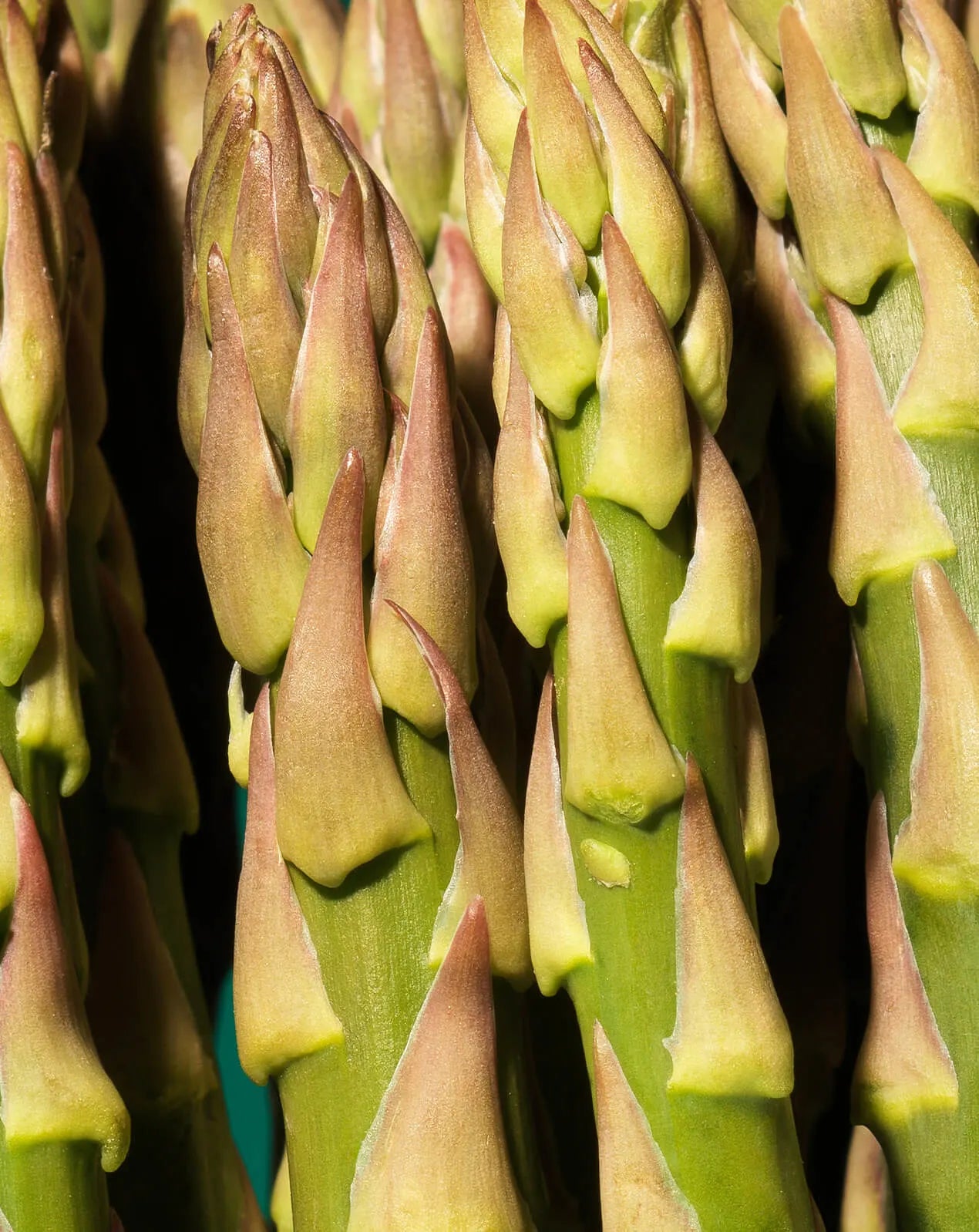 Asparagus