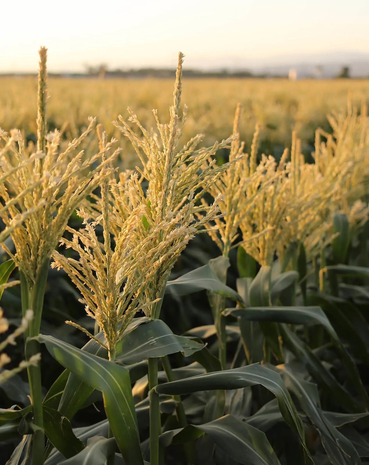 Sweet Corn