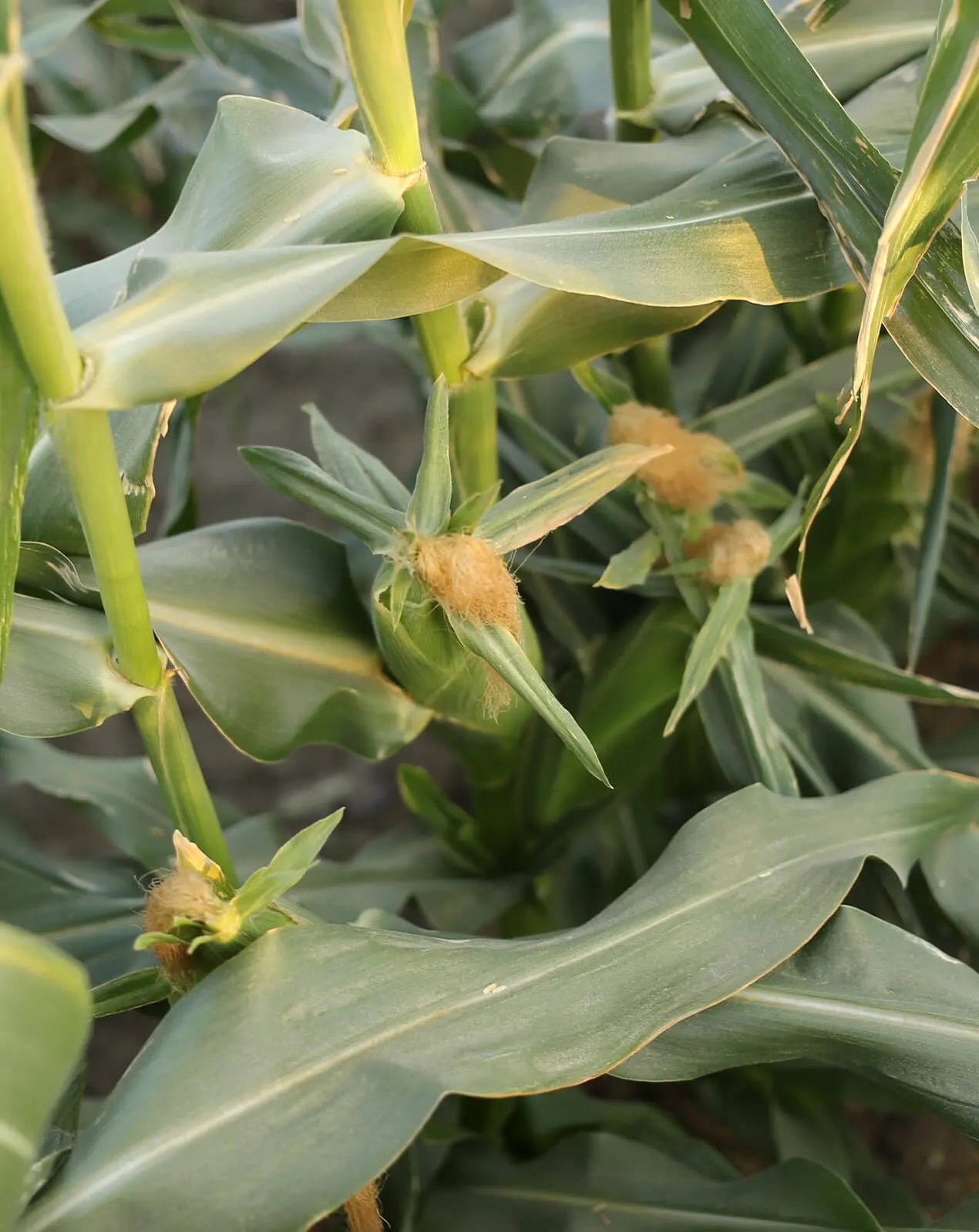 Sweet Corn