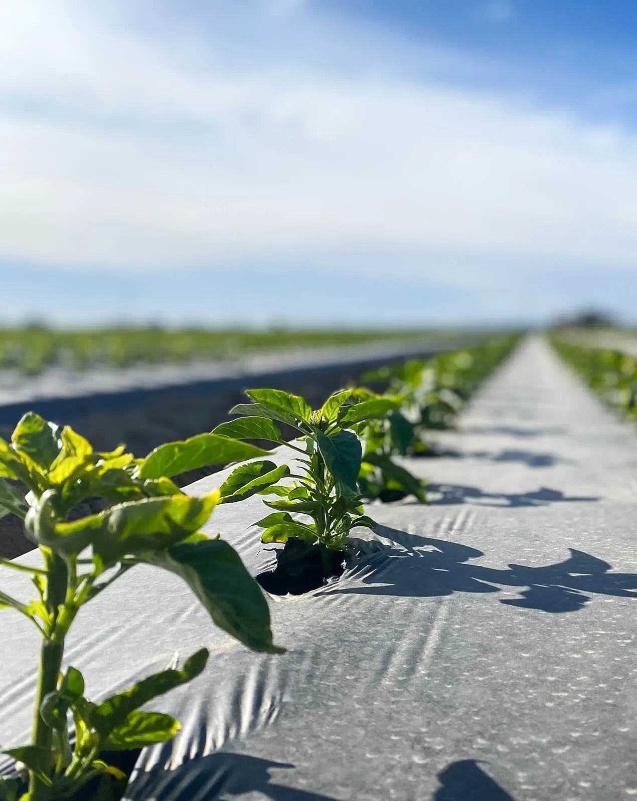 Bell Peppers