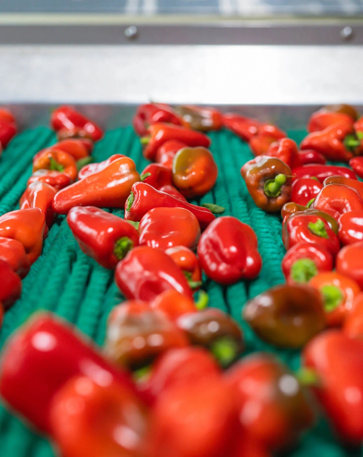 Bell Peppers