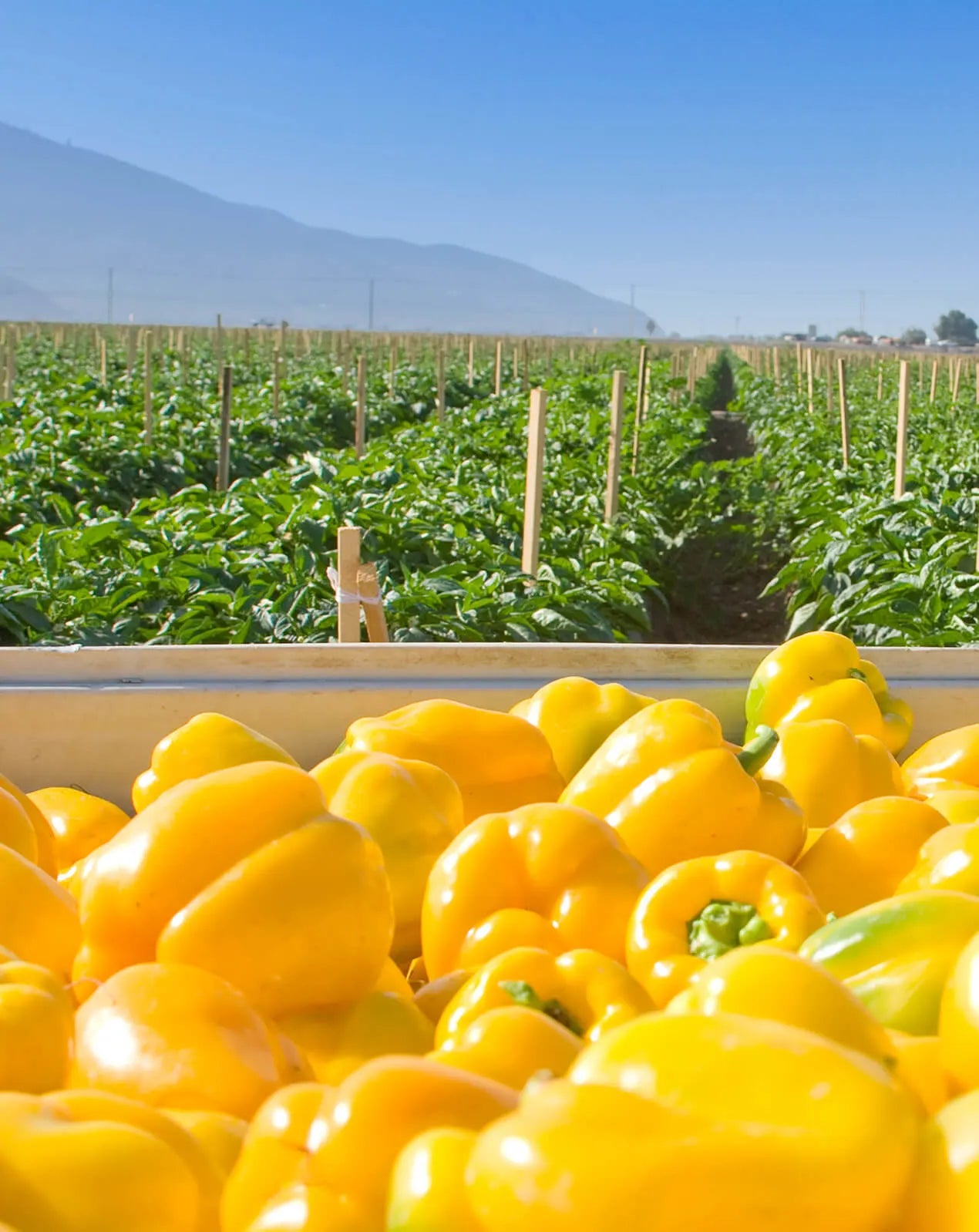 Bell Peppers