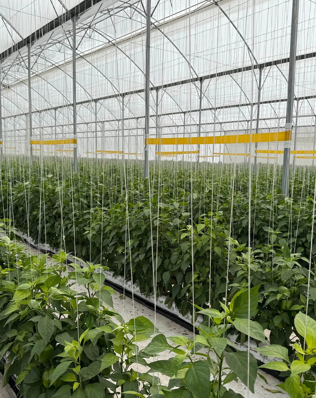 Bell Peppers