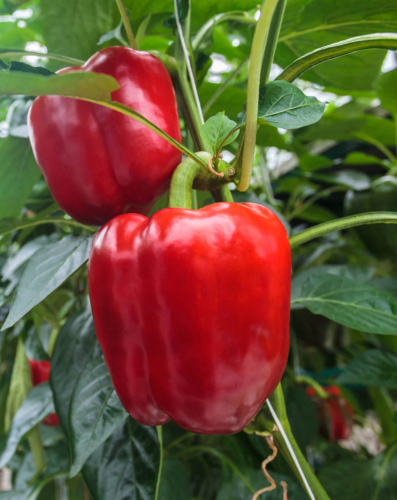 Bell Peppers