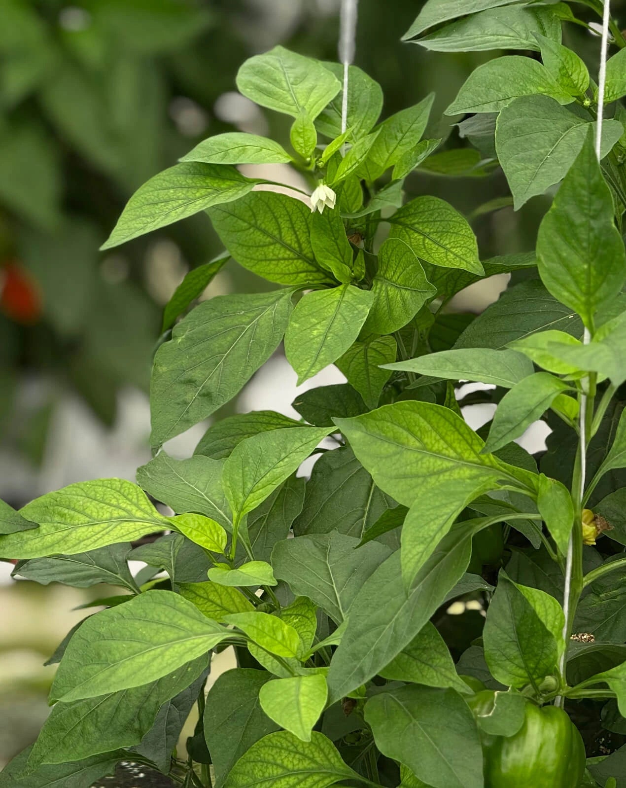 Bell Peppers