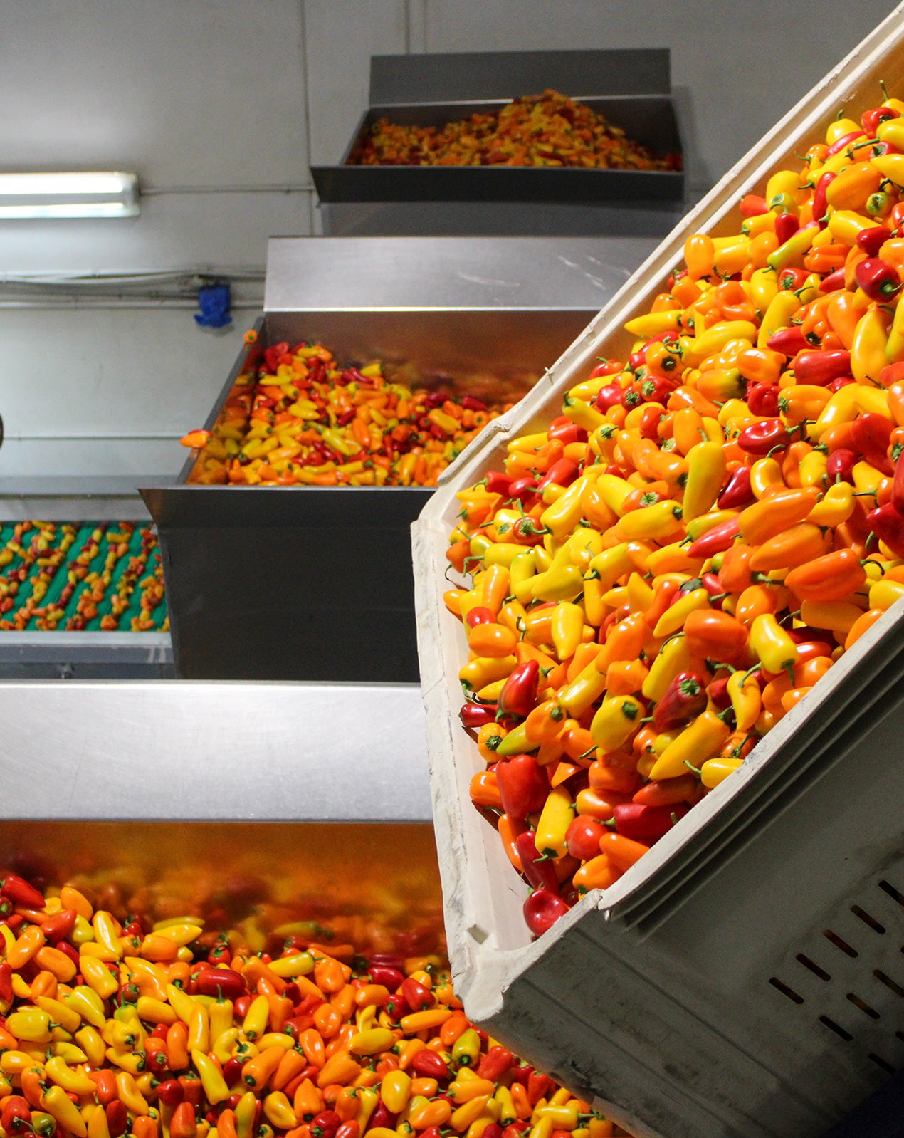 Mini Peppers