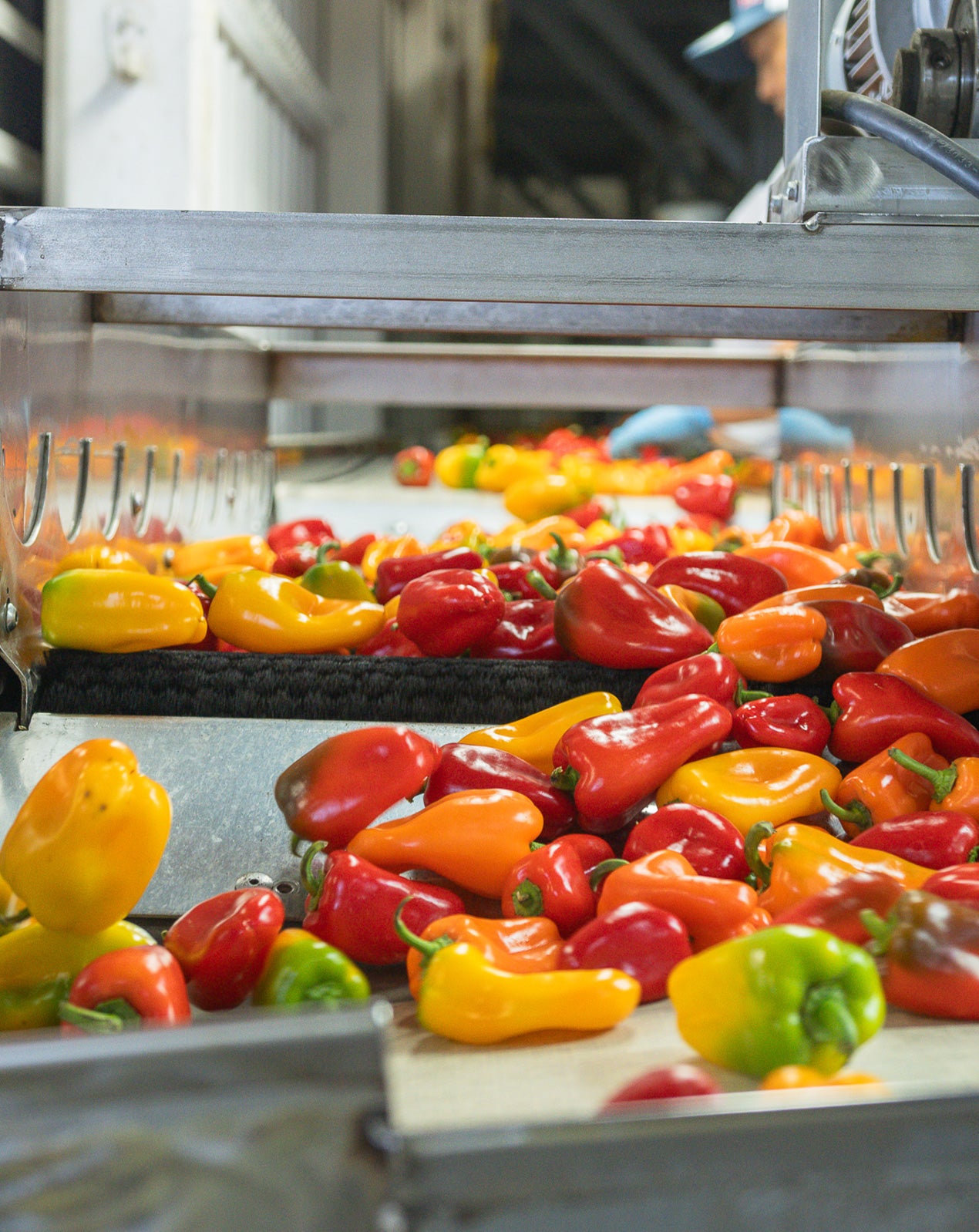 Mini Peppers