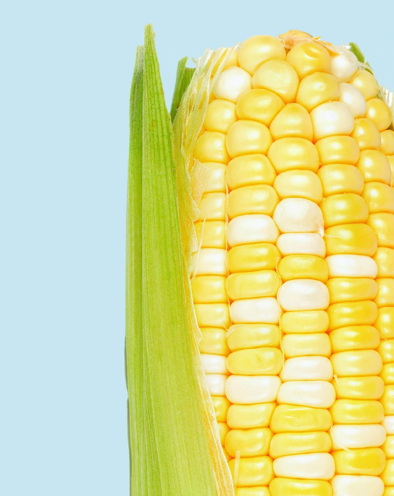 Corn on the cob with a light blue background