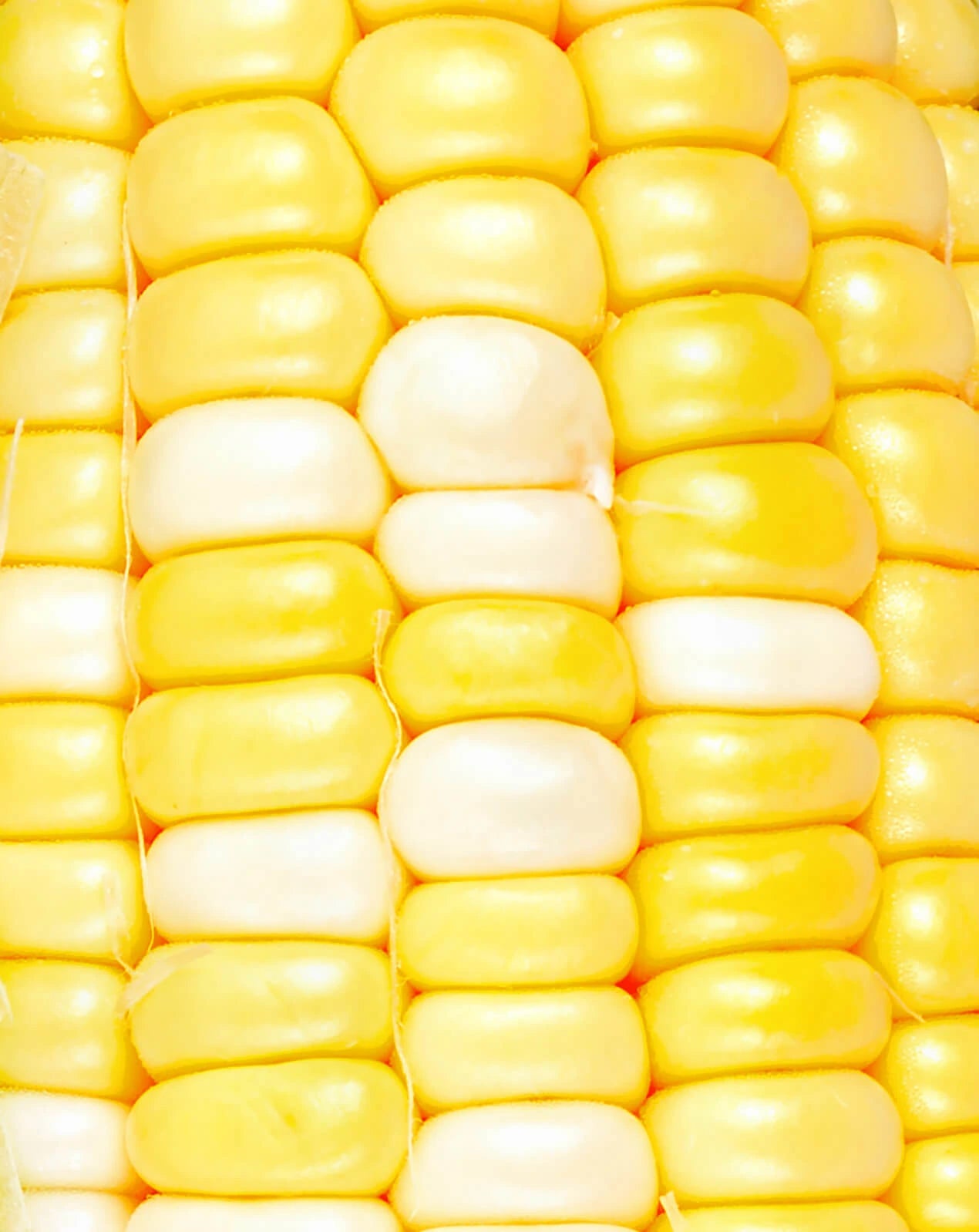 Close-up of a corn cob with yellow and white kernels