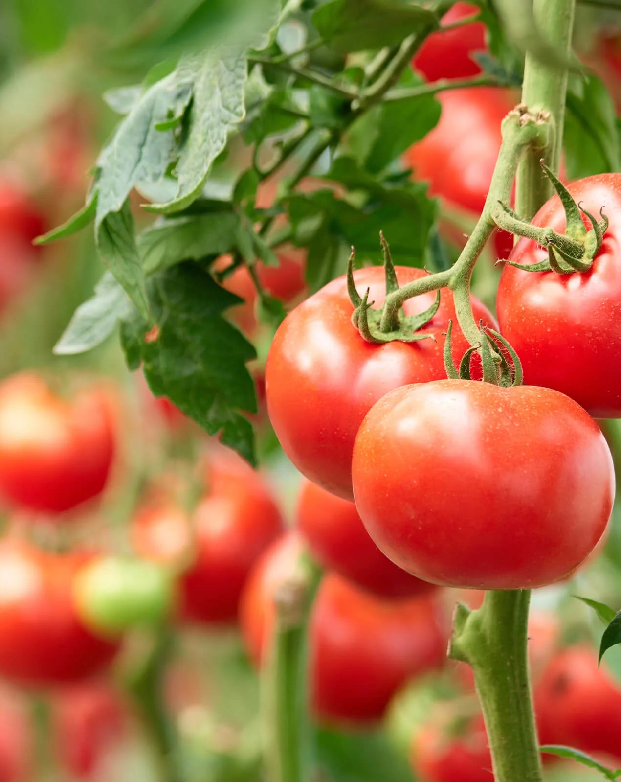 Tomatoes