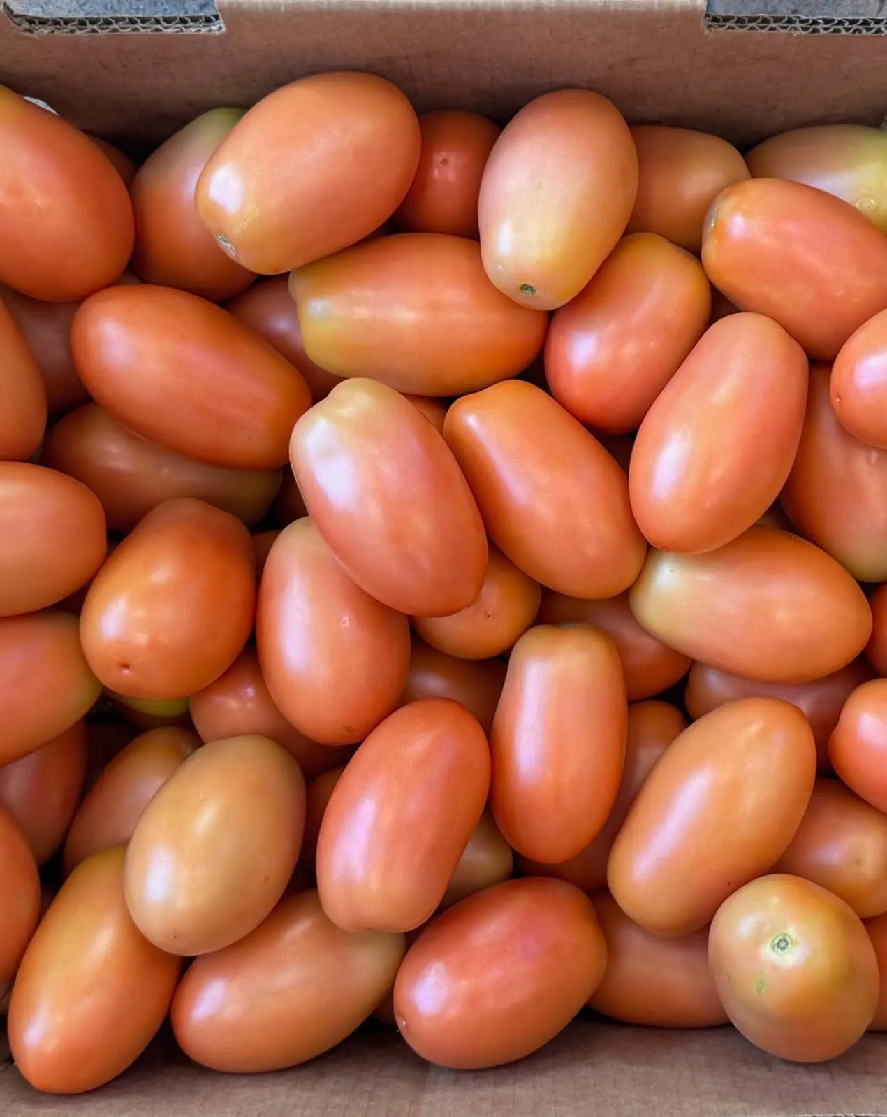 Tomatoes